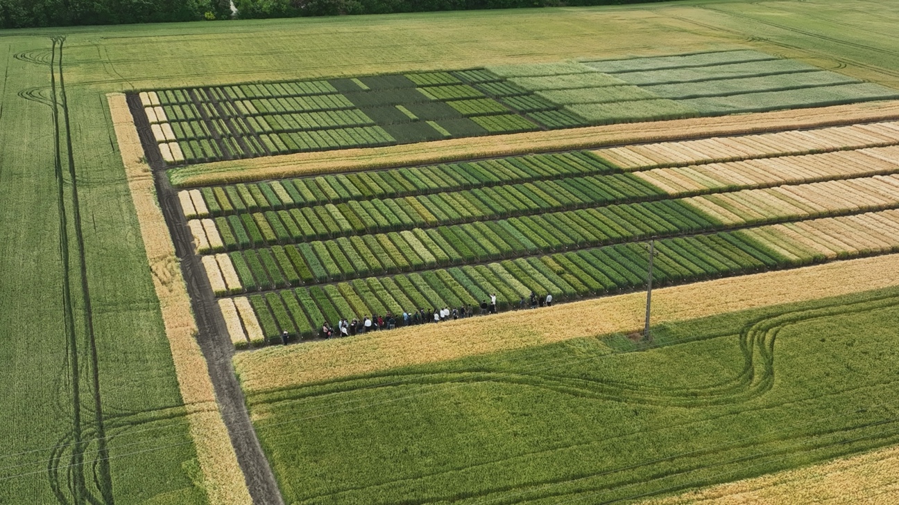 DJI_20260611115131_0025_D.JPG